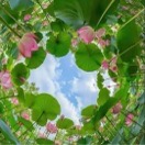 安雅杰