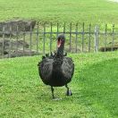 松樹谷二隊V疙螺怪