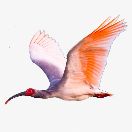 松樹谷二隊V卷王拉布拉左